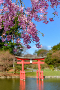 美国纽约布鲁克林植物园的日本园林