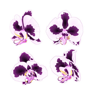 兰花蝴蝶兰与斑点紫色和白色特写美丽的花朵隔离设置第二个白色背景复古矢量插图可编辑手绘手画