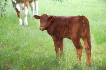 褐色小牛小牛肉动物农场牛牲畜幼仔母牛