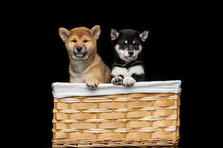 美丽 shiba inu 幼犬在篮子里