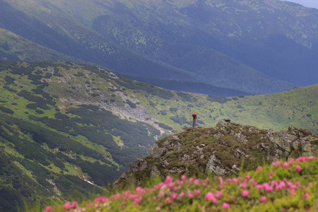 乌克兰喀尔巴阡山 Chornohora 杜鹃花