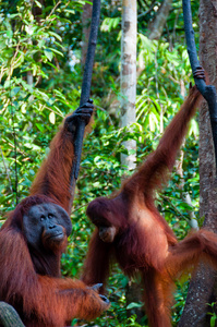 挂在一棵树在丛林中，印度尼西亚的两个 Orang Utan