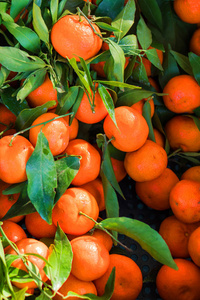 新采摘的橘子或 clementines 在篮子里.柑橘收获照片