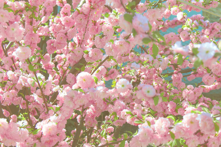 美丽的开花灌木浅粉红色的玫瑰。春天