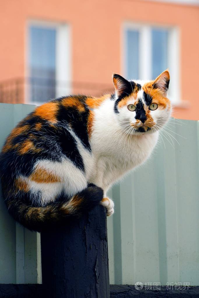 大斑点猫坐在围栏在街道上