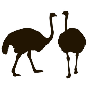 剪影大鸵鸟站立在白色背景上照片