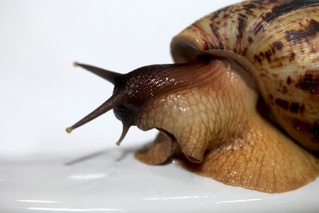 非洲大蜗牛图片