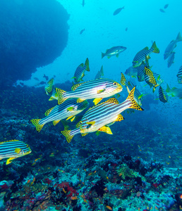 东方甜唇Plectorhinchus Vittatus