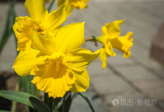 花园里新鲜的大春天黄水仙