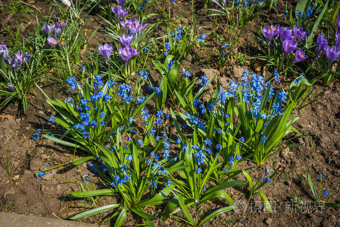花园里新鲜的大春天的蓝色花朵