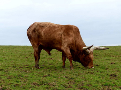 Ankole 或 Sanga 牛在朗利特野生动物园, 英国