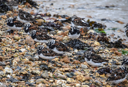 在前滨寻找食物的一群红润的 turnstones