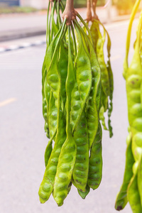 市场上新鲜的栀子花或青豆