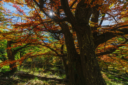 秋天的明亮的颜色和公园的风景 Glaciares。秋天在巴塔哥尼亚, 阿根廷边
