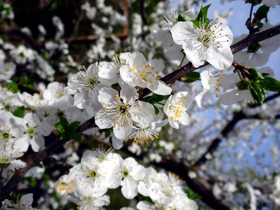 春天花园里一个薄薄的樱桃树枝上的白色小花