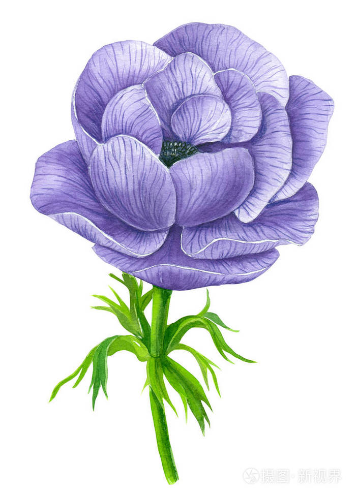 白色背景下用水彩画的紫罗兰色海葵花