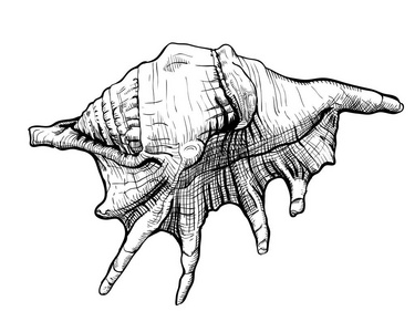 软体动物接收器贝壳 handdrawn 素描照片