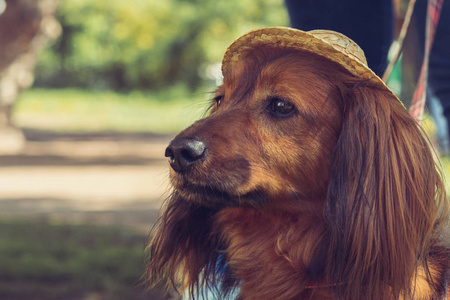 棕色长头发的猎犬, 戴着聪明的眼睛在帽子里。色调关闭视图