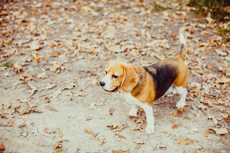 beagle 犬散步