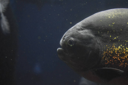 我水族馆里的食人鱼