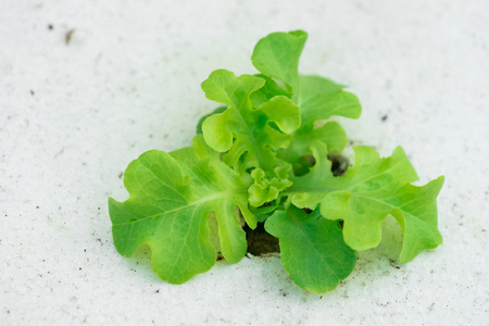 新芽绿橡树生菜水培，池塘泡沫