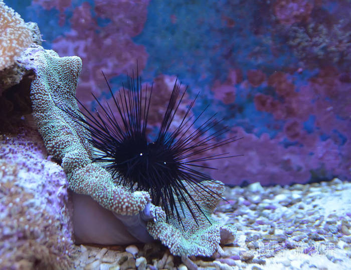 礁岩缸,海洋水族馆.蓝色水族馆满植物的片段