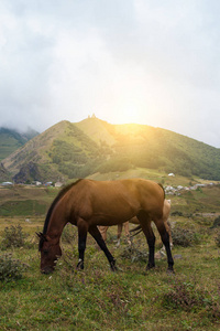 放牧马匹山风景