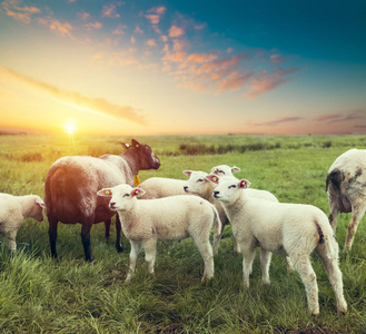 群羊在日落时分在一座小山上放牧