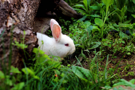 小白兔在森林照片