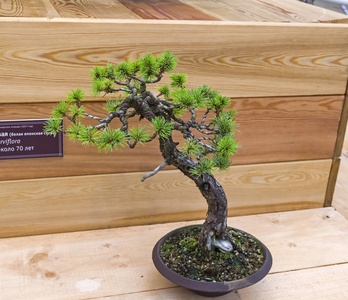 白展堂高清头像图片