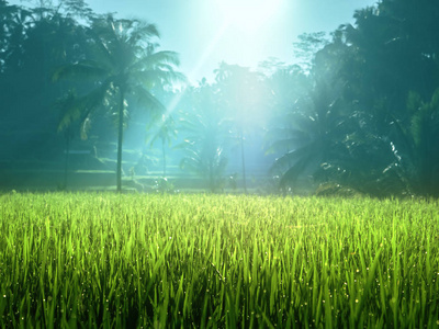 Tegalalang 米种植园露台, 巴厘岛, 印尼