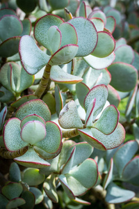 发财树梓。美丽的多汁植物, 关闭