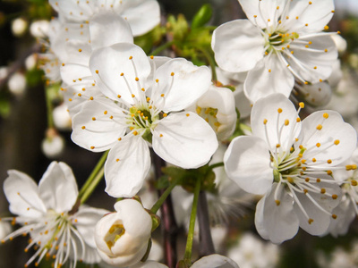 树上的白色樱花花