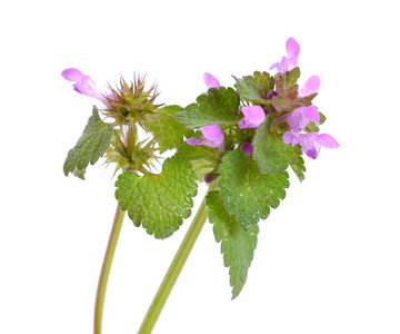 Lamium 象, 被称为红死荨麻, 紫色的死荨麻, 红色的 henbit, 紫色的大天使, 或 velikdenche。孤立