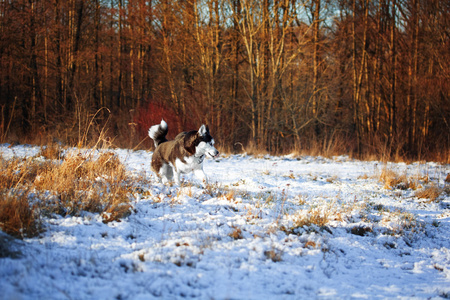 西伯利亚雪橇犬在森林里散步