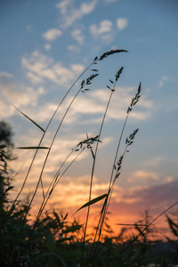 日落在夏天和高高的草丛倾斜美丽的剪影图片