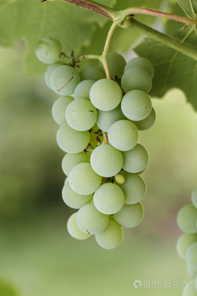 一串葡萄生长在一个树枝上, 在一个模糊的绿色树叶背景上.