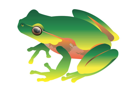 青蛙矢量蟾蜍绿色小插画