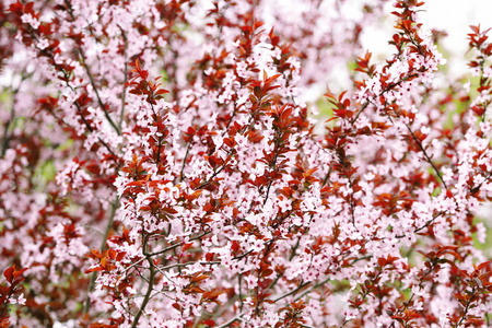 春天有美丽花朵的树图片