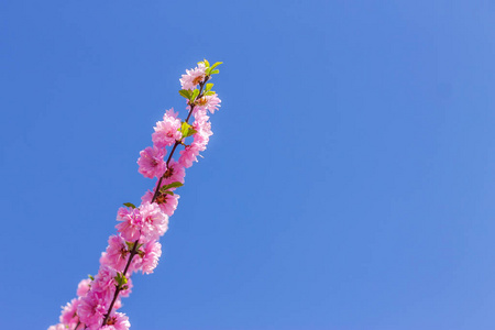 日本的樱花樱花的分支