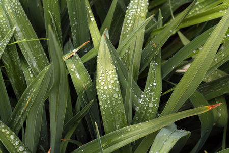 绿草与露水滴在它。季节性自然背景