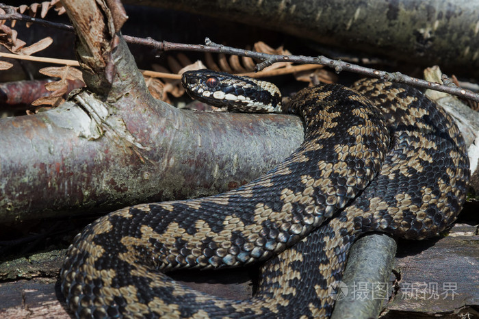 加法器(vipera berus)
