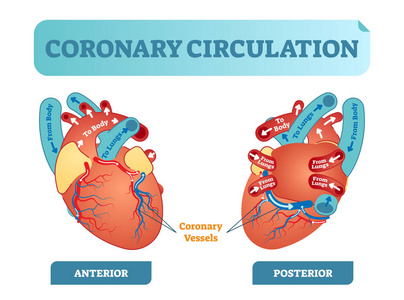 冠状动脉循环解剖剖面图, 标记向量图解方案。血流回路从身体通过心脏和和回到身体
