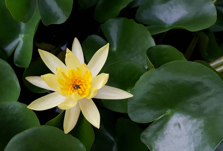 在池塘里盛开的黄色莲花