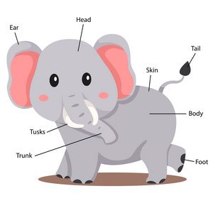 大象的身体部分的插画