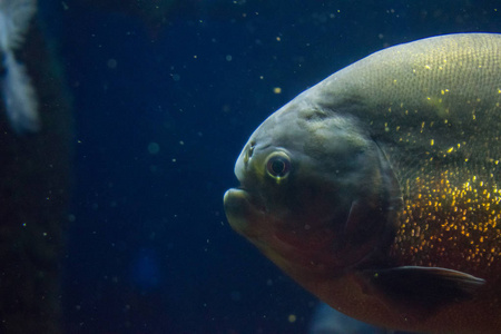 我水族馆里的食人鱼