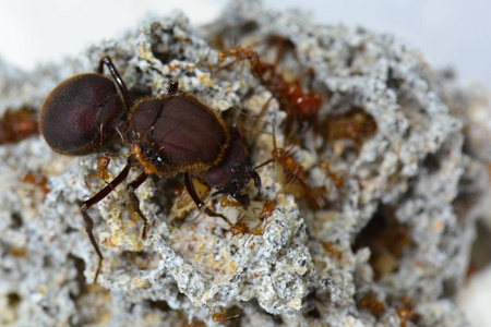 切蚂蚁切叶刀蚂蚁皇后叶刀蚂蚁的皇后照片