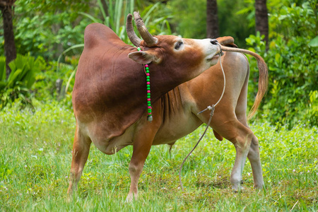 雄红牛在草地上打架放松图片