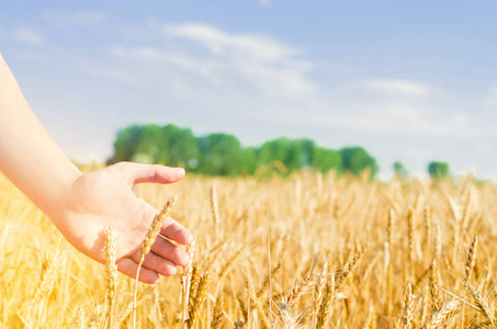 美丽的景色.收获和生育的象征.收割, 面包.文本位置照片