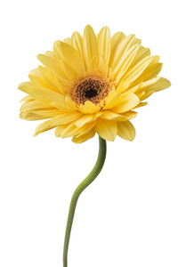 一个黄色菊花图片